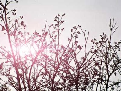 Beste Kattenbakvulling